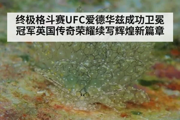 终极格斗赛UFC爱德华兹成功卫冕冠军英国传奇荣耀续写辉煌新篇章